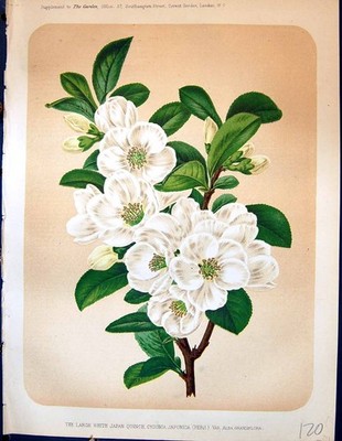 Antiker Druck große weiße Japan Quitte Cydonia Japonica Blumen Garten 1878