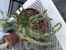 Euphorbia squarrosa - Caudex - Succulent - Private Collection