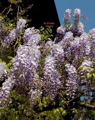 Blauregen, VIOLETTE BLTE, winterhart, Wisteria sinensis, Bonsai-fhig, 5  Samen | eBay.de