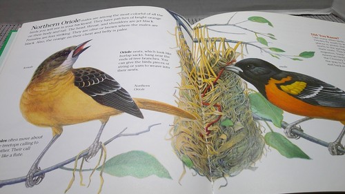 Cardinal Robins and Other Birds (Golden Junior Guide) Hardcover Book - Picture 11 of 13