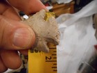 NATIVE AMERICIAN ARROWHEAD — photo 3