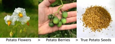 40 TPS True Potato Seed Russet Organic Yellow skin mix Potatoes Berry Seeds  | eBay