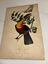 1843 Channel Billed Toucan With Butterfly-Jardin Des Plantes-birds,Botany French