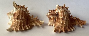 (2) 3 Inch Ramose Murex Seashells