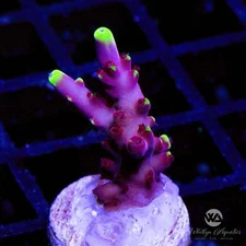 JF Fox Flame Acropora - Live Coral Frag