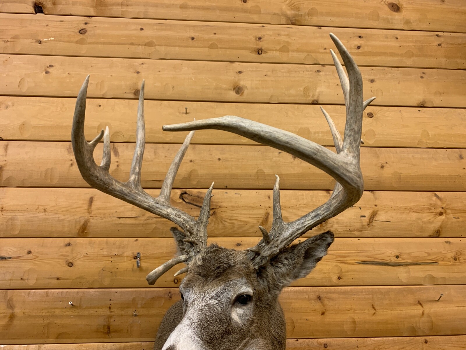 Shoulder Mount 18 Point White Tail Deer Real Antler Buck Doe Taxidermy ...