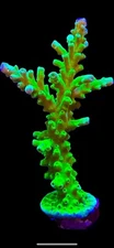 Live Coral Acro Frogskin 3/4”+