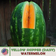 10 Yellow Shipper (Daisy) Watermelon Seeds, Heirloom, Non-GMO, Genuine USA