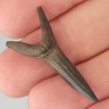 Scapanorhynchus 0.00