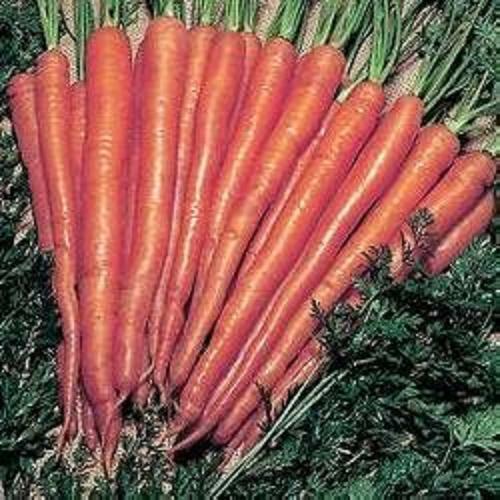 New Pack Special Carrot Seed "Sugarsnax" F1 Kings Vegetable Seeds - Picture 1 of 1
