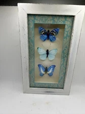 3 Faux BUTTERFLY MOTH INSECT SHADOW BOX  SPECIMEN WOOD FRAME DISPLAY Decorative