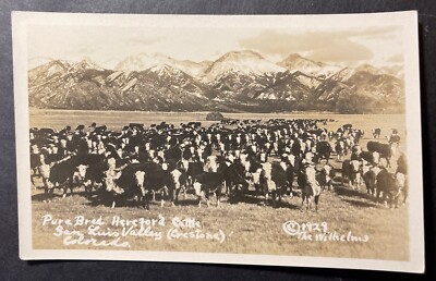 Pure Bred Hereford Cattle San Luis Valley Crestone Colorado RPPC 1929 Wilhelms