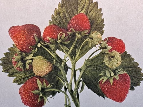 Antiguo estampado de fresa Ozark 1925. U P Hedrick. Montado. Estampado de frutos rojos. - Imagen 3 de 4