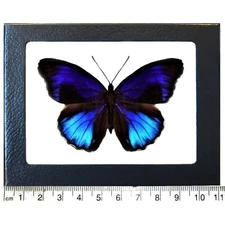 Eunica excelsa blue black butterfly Peru Framed
