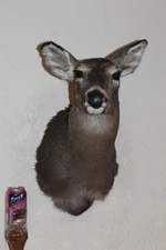 Whitetail Doe Deer Head Shoulder Mount Taxidermy Cape Shed Antler Mule