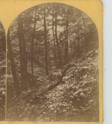 Depreciation Land Forest Bellevue PA J.W. Morrison Stereoview c1870