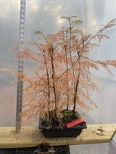 5 Dawn Redwood  - Bonsai - Forest Planting