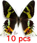 Urania ripheus - 10pcs, Unmounted butterfly