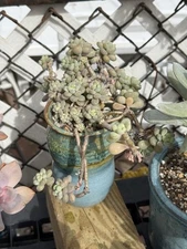 Rare Succulent-Echeveria Rococo Big Cluster Beautiful!
