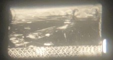 1920 30  s 16mm Black Australian / Grey Swans Santa Monica Ca bernheimer gardens