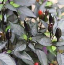25  seeds Black Prince hot pepper garden planting spicy food