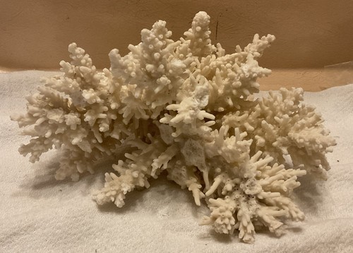 White Lace Branch Real Coral Specimen 7”x5”x4" Coastal Decor Fish Aquarium