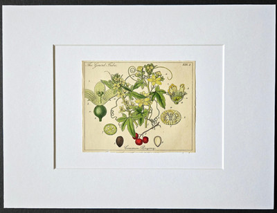 Antique 1837 Hand Colored Floral Etching Book Plate by John Lindley - Matted
