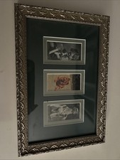 Matted 3 Picture Wall Frame Dogs