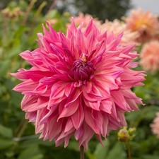 1 - Penhill Dark Monarch Giant Dinnerplate Dahlia Flower Bulb Tuber