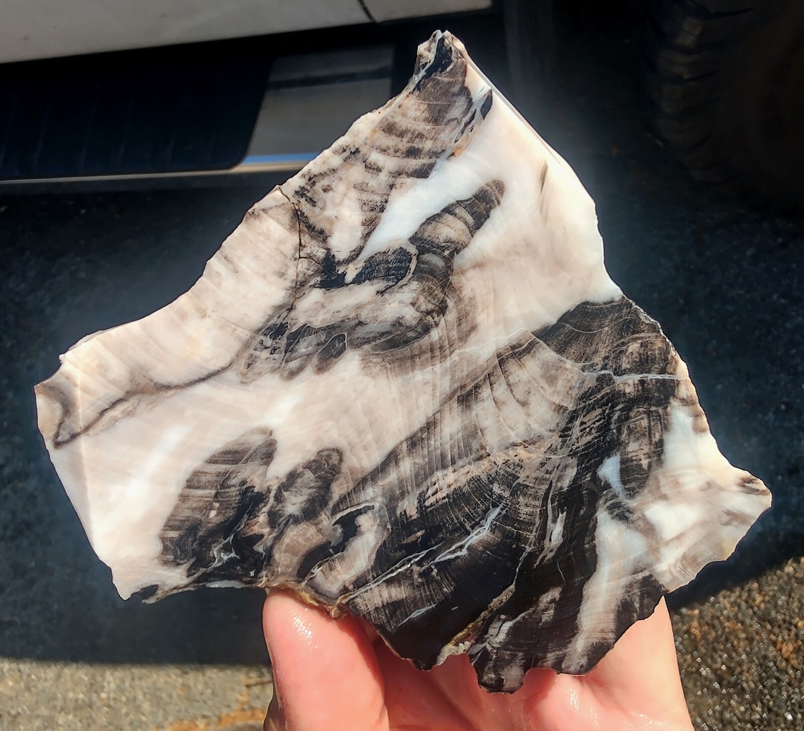 rawk11 Rare GABBS Petrified OPAL Wood slabCool PatternsVintage