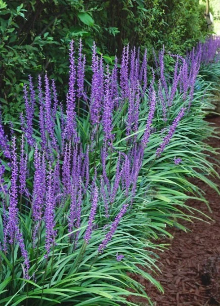 Planta viva Liriope Muscari Grass Big Blue Lilyturf de 7-12 pulgadas de alto maceta de 1 galón Foto 2 de 4