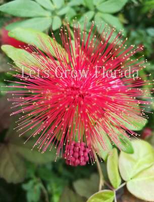 Powder Puff, Dwarf Red, Calliandra haematocephala x surinamensis, Nana Tropical