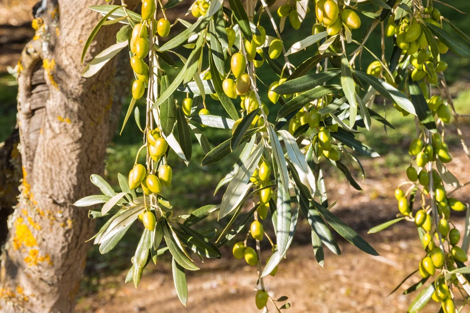 10 CANINO OLIVE TREE Olea Europaea Edible European Common Green Black Fruit Seed - Image 2 of 4