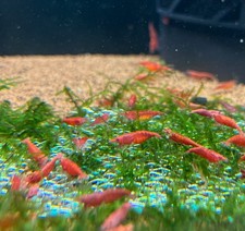 Red Cherry Shrimp (Tank-Raised) US SELLER FedEx Priority Overnight Shipping