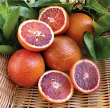 Grafted Semi Dwarf MORO Blood Orange Citrus Tree Citrapot. We Ship To CA &PR