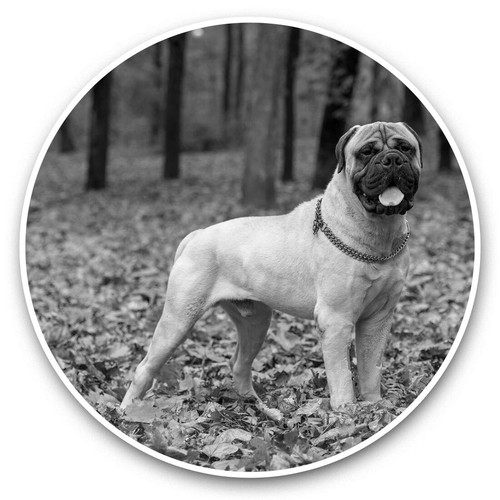 2 x Vinyl Stickers 30cm (bw) - Large Bullmastiff Breed Dog #38955 - 第 1/8 張圖片