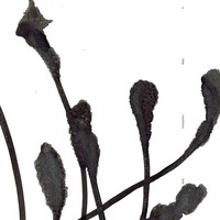 A Deep Mysterious Tone - 375 Media - (Cd / A)