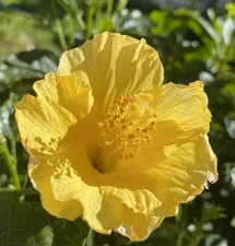 🌺🌺 Yellow Hibiscus STARTER 4 Cuttings for Rooting/Grafting QUICK SHIP
