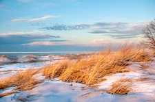 Winter Beach Grass - Stretched Canvas or Metal Photo Wall Art
