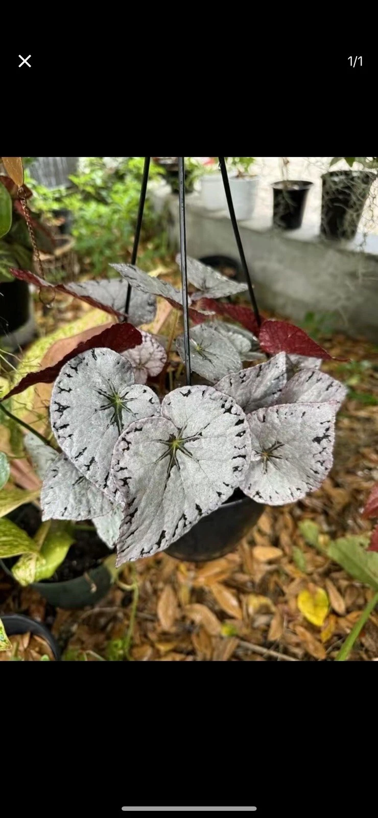 Begonia Silver Plant
Opens in a new window or tab