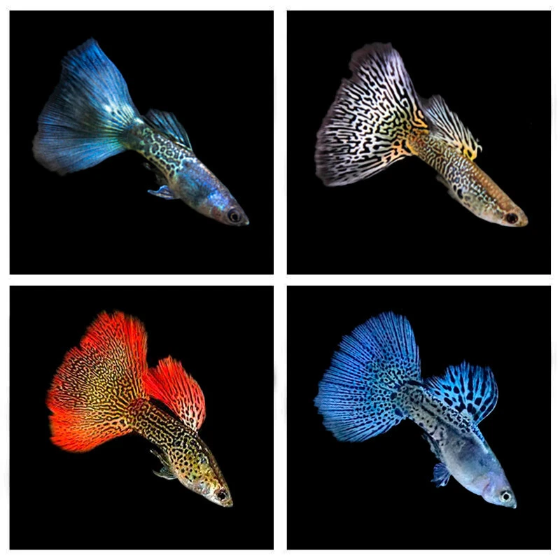 Fancy clearance guppy fish