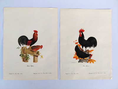 Lithograph Athos Menaboni Black Minorca Brown Leghorn 1956 Vintage Poultry Art