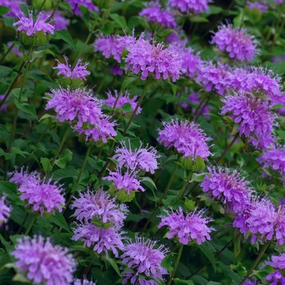 #ad 1000 Purple Bee Balm Seeds Monarda – Perennial Flower for Pollinators Zones 4–9 $5.95