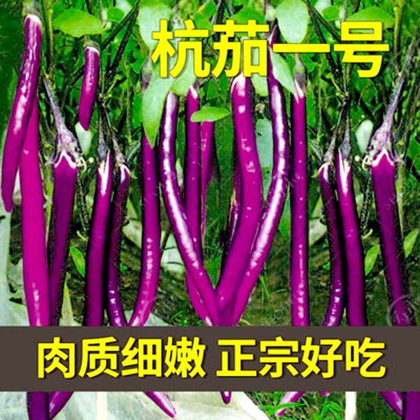 Non-GMO Asian Vegetable Seeds 4 Variety （中国丝瓜，杭茄一号，超长