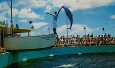 Vintage Postcard Seaquarium Miami Florida dolphin a2-543