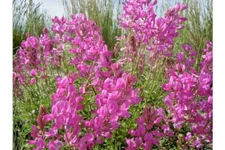 51+UTAH Northern SWEETVETCH Seeds Native Wildflower Drought Heat Cold Poor Soils