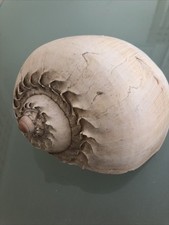 Large 18-20cm Melon Seashell Bala Bala natural slight damaged air plant aquarium