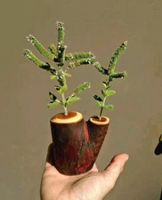 Pacific Yew Live Edge Twig Vase! Great Quality!  ~Dovecote~ 846