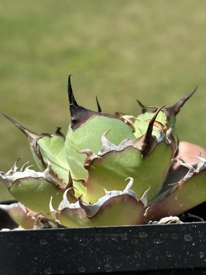 Agave Titanota 
