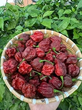 7 Pot Primo Chocolate Pepper Seeds